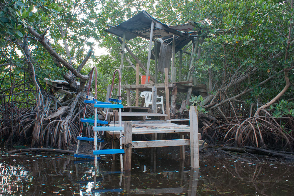 Florida Photography from a Canoe Tree Houses