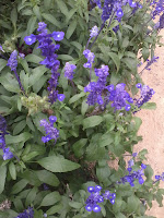 lavender flowers