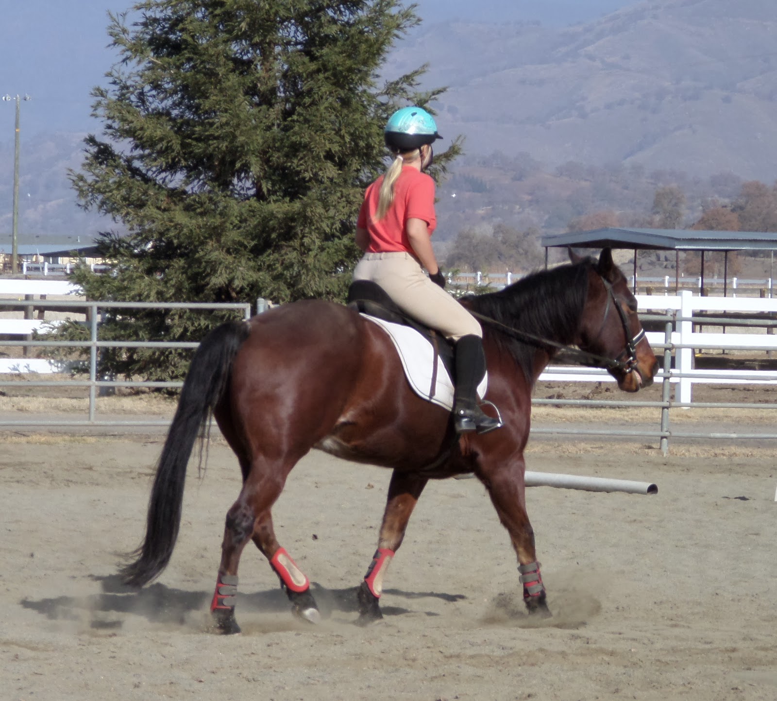 The Aspiring Equestrian January 2014