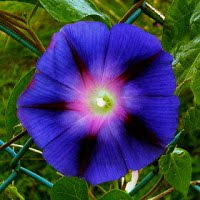 Auf Der Suche Nach Der Blauen Blume Herzlich Willkommen