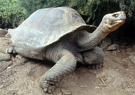George The Turtle
