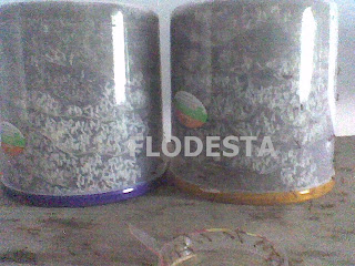 Cara Memperbanyak Koloni Semut Kroto Toples