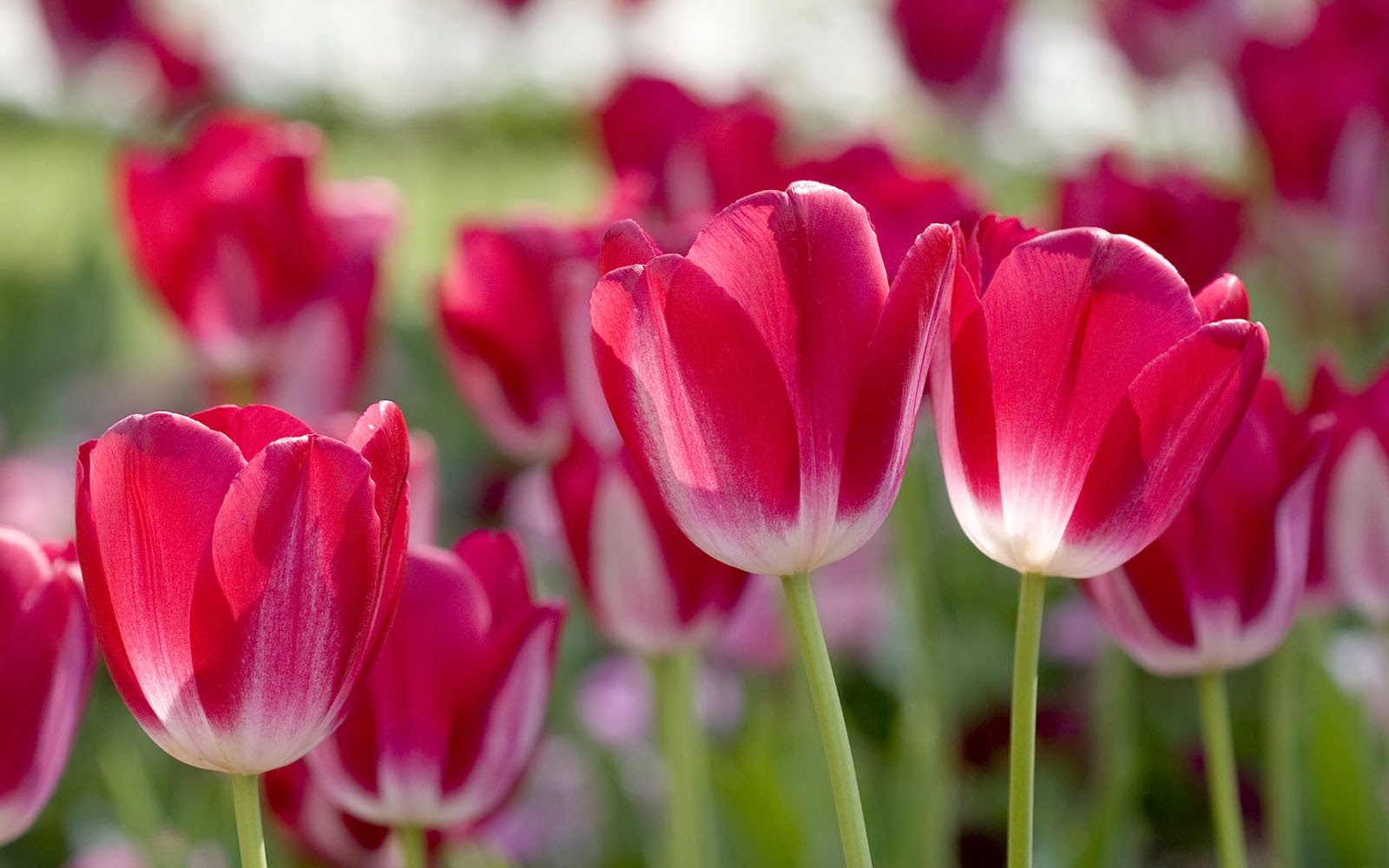 Red Tulips Desktop Wallpapers Amazing Picture Collection