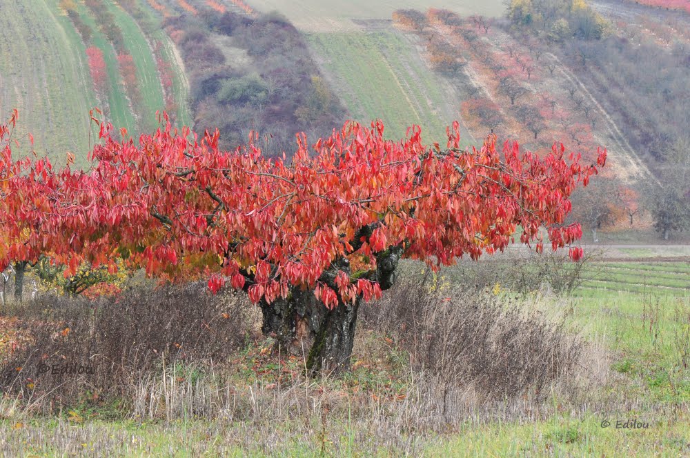 Peinture, ou l'Arbre rouge. The same as a painting. Картина