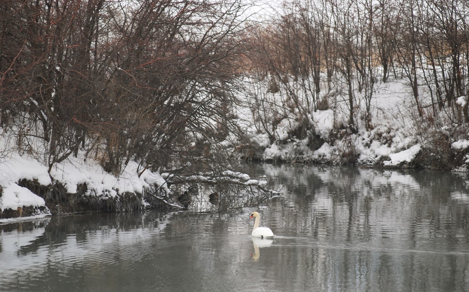 Birding Is Fun! Do Mute Swans Migrate in North America?