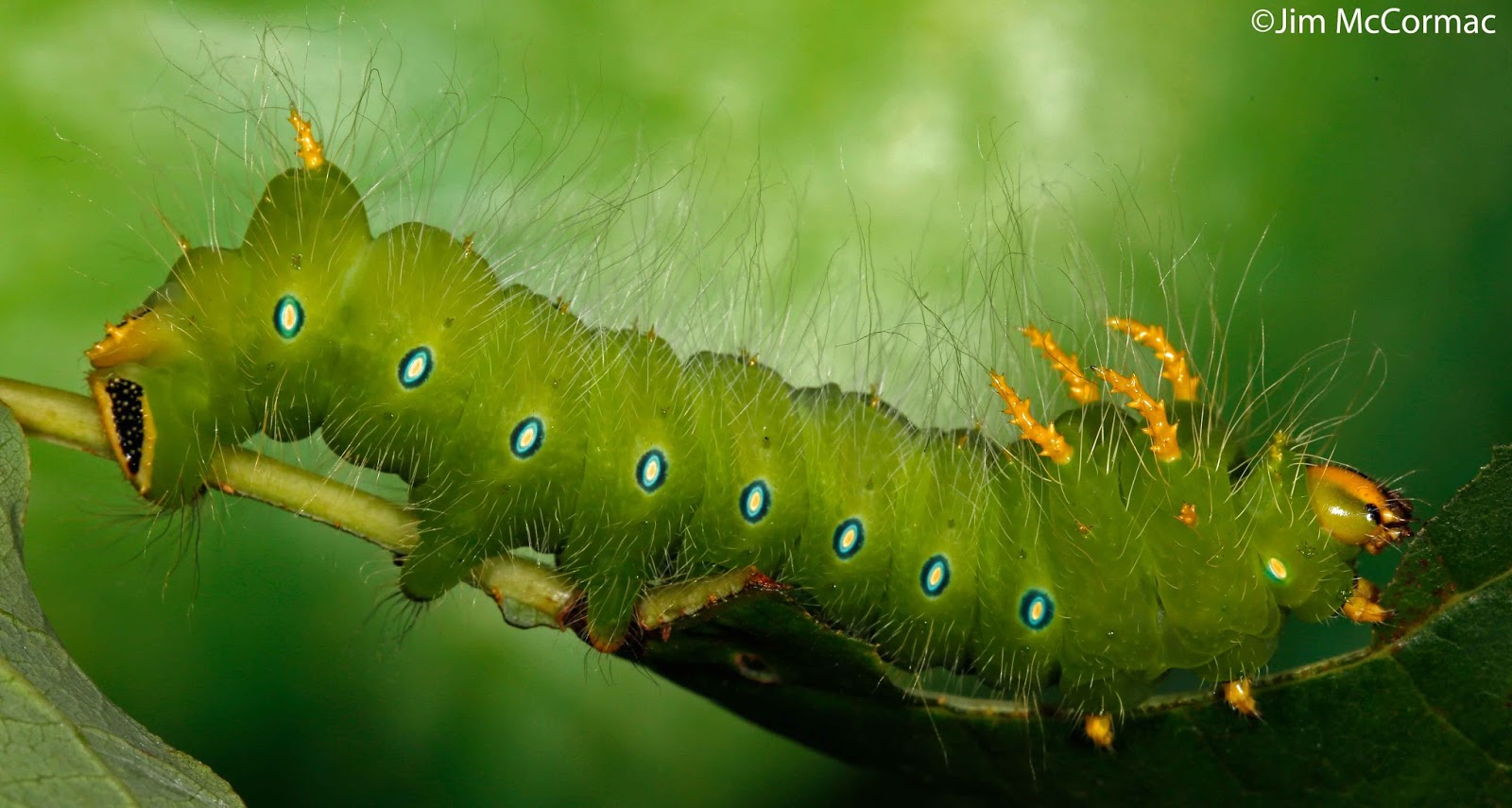big green caterpillars in ohio