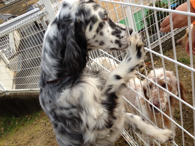 叢中日記 2月 12