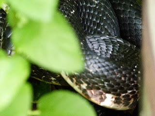 black snake