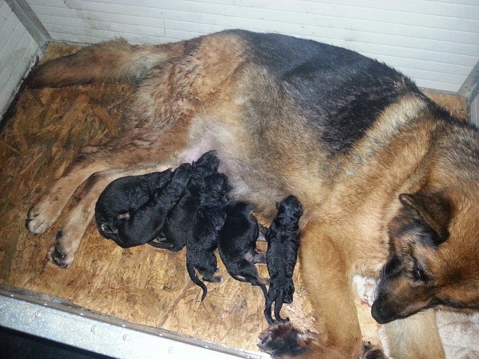 Il Pastore Tedesco | Allevamento I Lupi dell'appennino