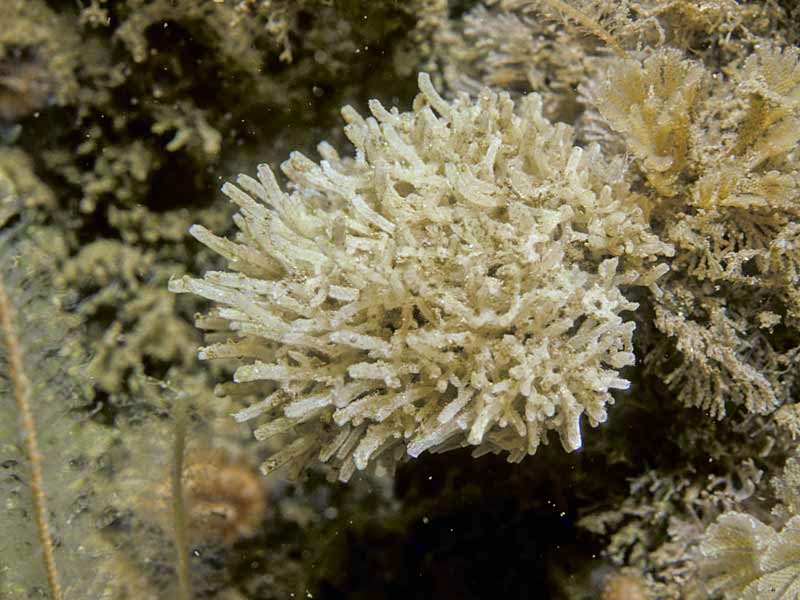 Variety of Life Calcarea