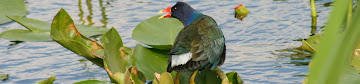 Purple Gallinule