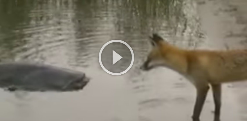 How to Catch a Fox How to Catch a Fox