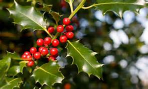 plantas navideñas, plantas decorativas navideñas, plantas para decorar navidad, plantas navideñas hornamentales