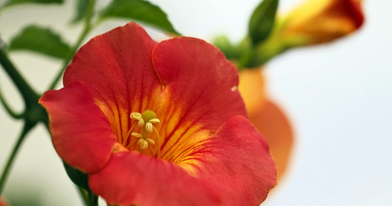 北の風景 ノウゼンカズラ ノウゼンカツラ