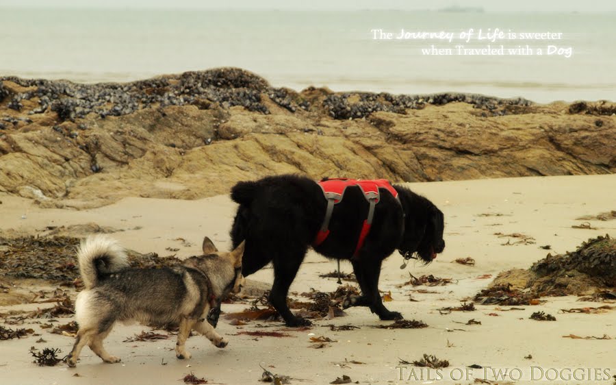 Tails of Two Doggies