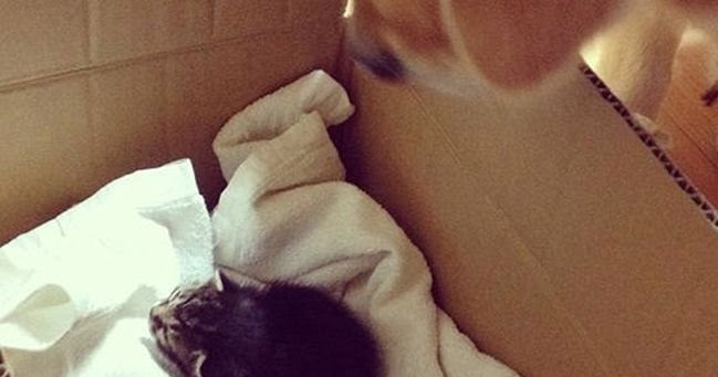 taking care of golden retriever golden retriever taking care of abandoned kitten 8 pics amazing creatures taking care of golden retriever golden retriever taking care of abandoned kitten 8 pics amazing creatures