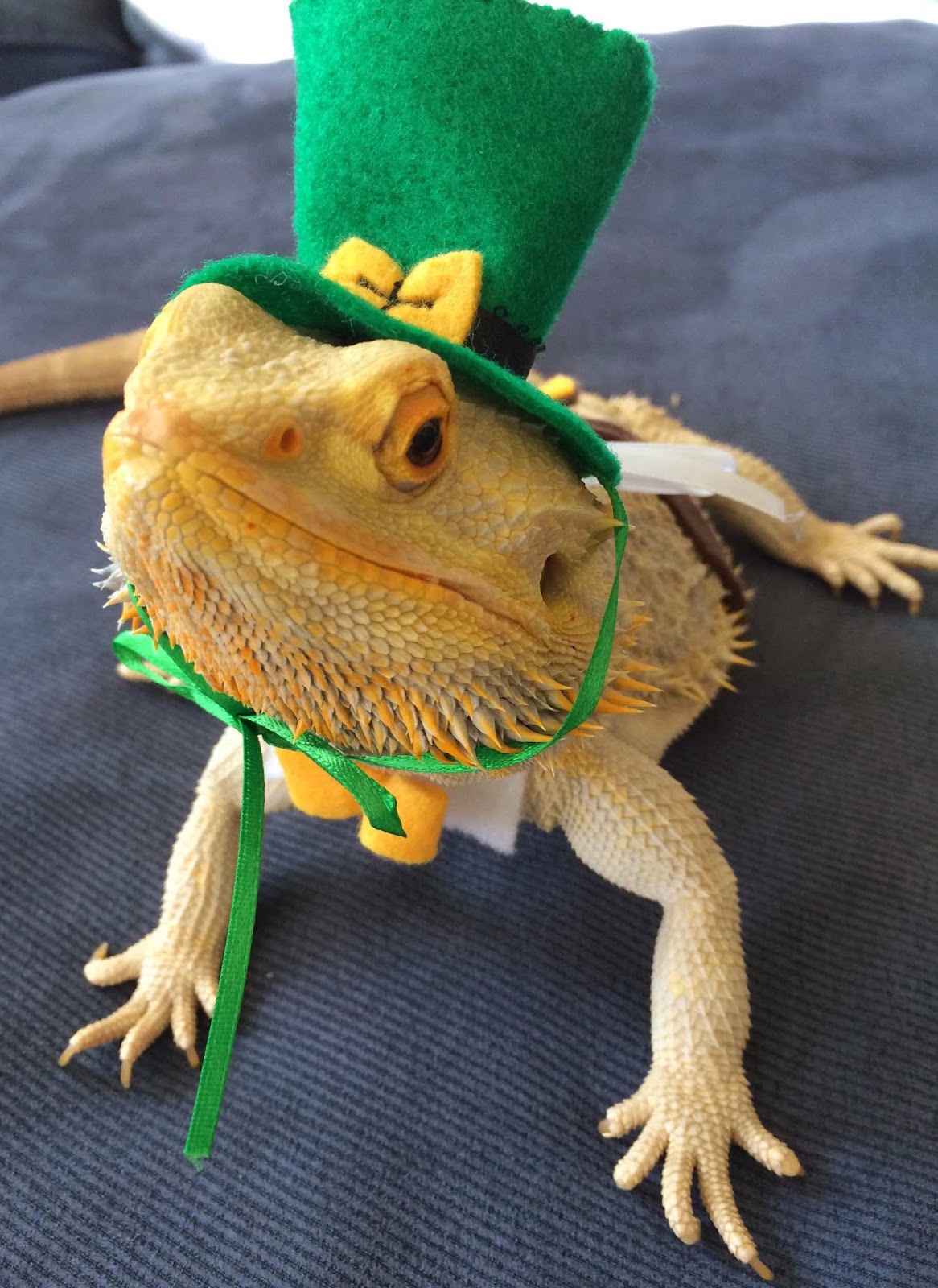 bearded-dragon-travel-2.jpg