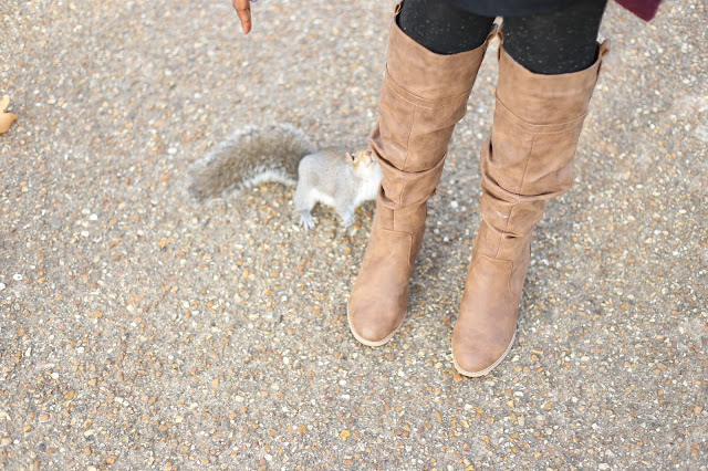 SQUIRREL IN LONDON