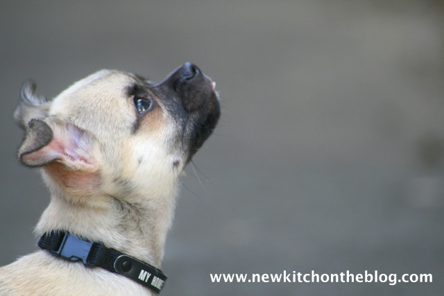 New Kitch On The Blog Nichts für den Hund Saftiger Eierlikörkuchen