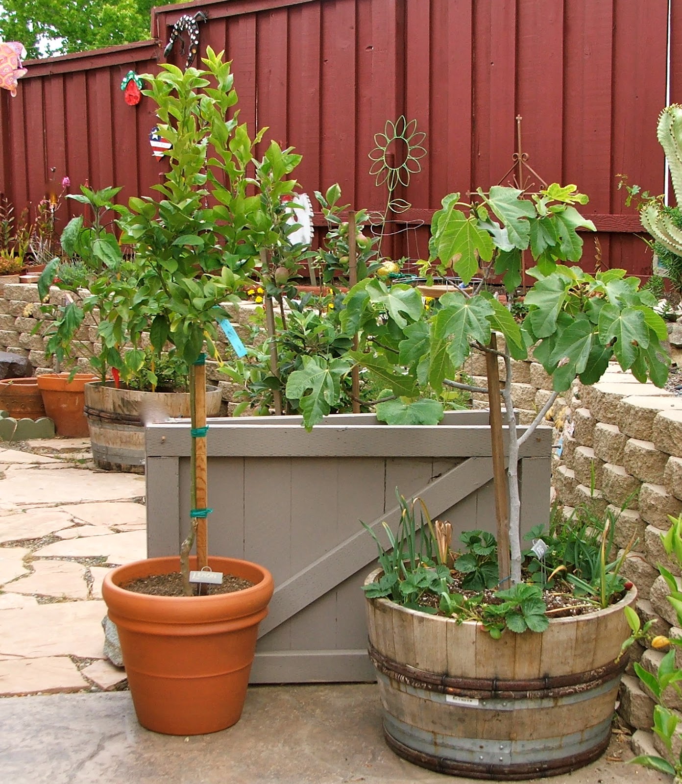 Garden and Bliss FABULOUS FIGS and the many ways to enjoy them!