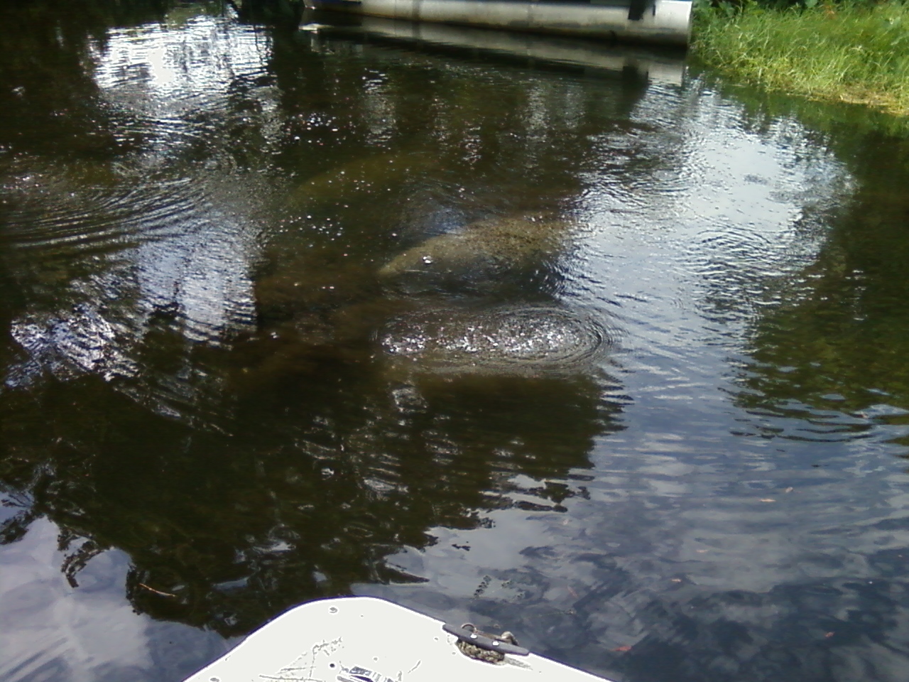 Mother Manatee, Baby Manatee, Florida Fish & Boating 