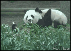 funny+gif+picture+-+the+real+kung+fu+panda.gif