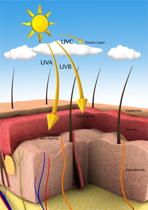 understanding the composition and function of the ozone layer A better understanding of the composition and function of the ozone layer pages 4 words 2,588 view full essay the ozone layer, air pollution, composition and . understanding the composition and function of the ozone layer A better understanding of the composition and function of the ozone layer pages 4 words 2,588 view full essay the ozone layer, air pollution, composition and .