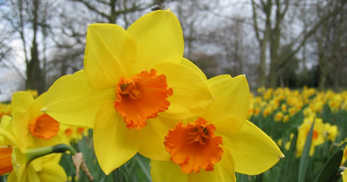 Tanglish Lyrics Daffodils