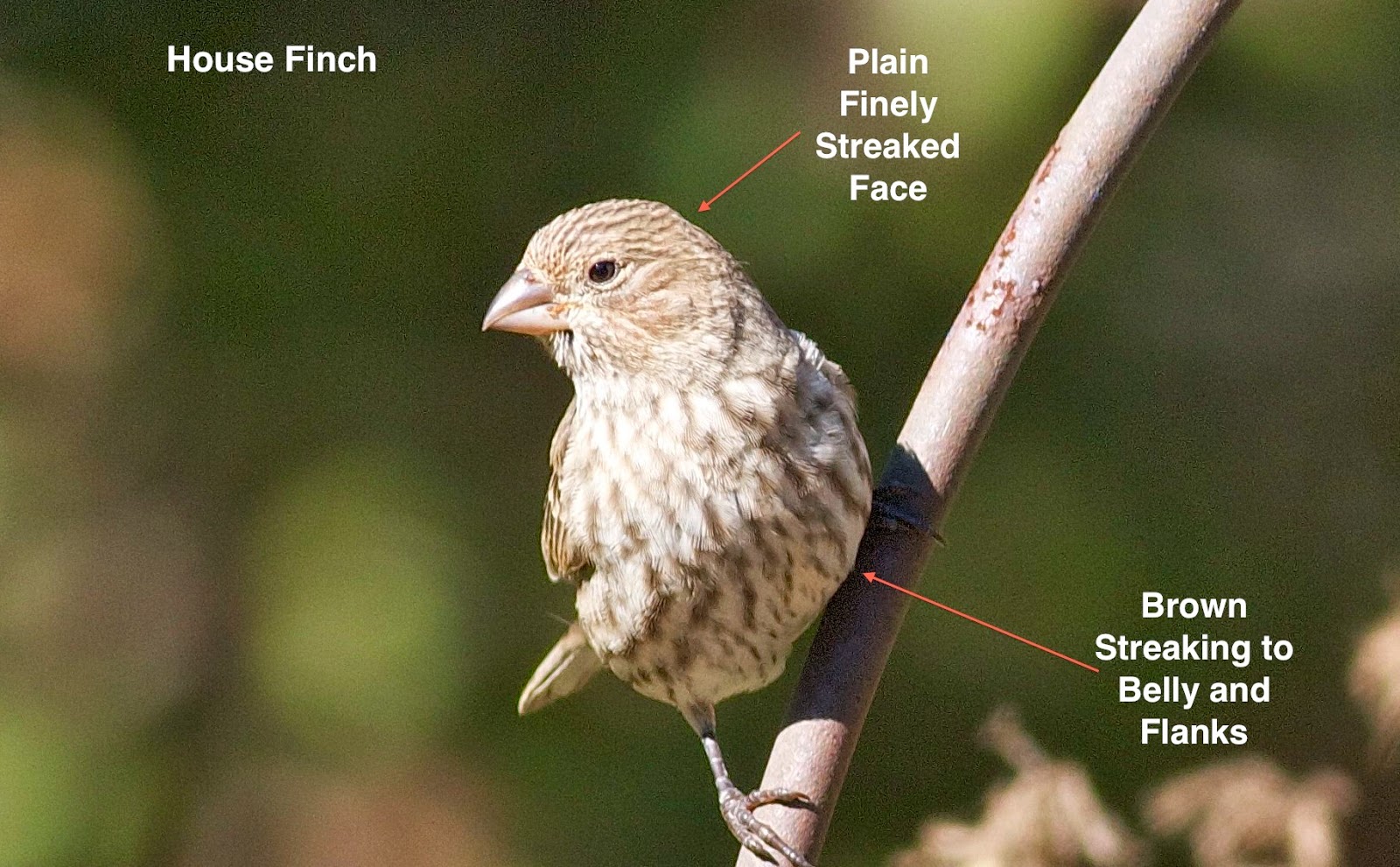 Birding Club of Delaware County Identifying House Finch and Purple Finch