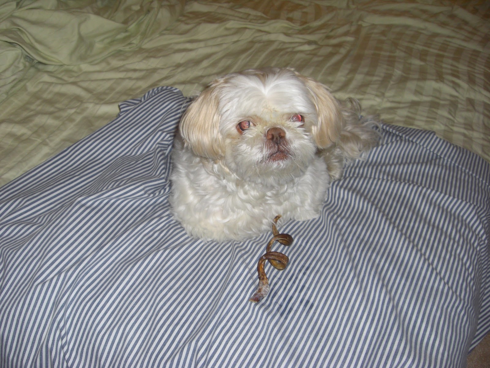 Why Does My Dog Keep Getting Dingleberries at Fredrick Kean blog