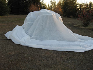 Hard Freeze in the Forecast? Here’s What To Do, Before and After