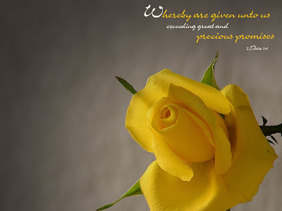 Rose Wallpaper: Yellow Rose HD Wallpaper Download Free