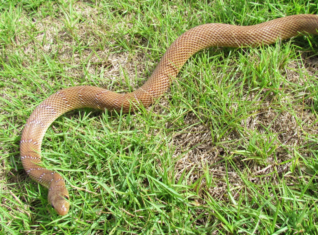 Animal Snapshot Season of Snakes Rain is the cue