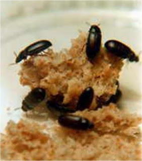 gorgojos gorgojo alimentos tratamiento chino sabias chinos animalitos