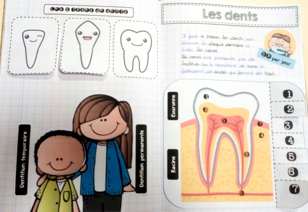 La classe de Laura Les dents