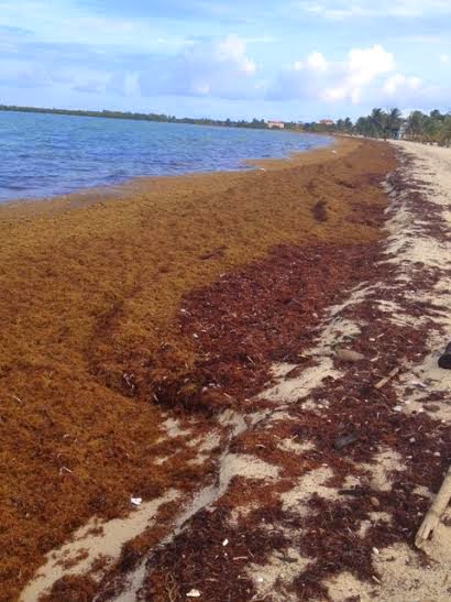 Remaxvipbelize : Beach-sargassum