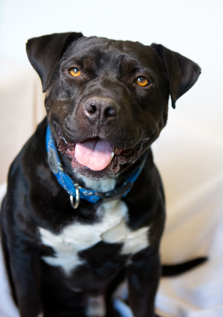 Shelter Dogs of Portland "BOSS PAWS" lovely boy big cheeks short and