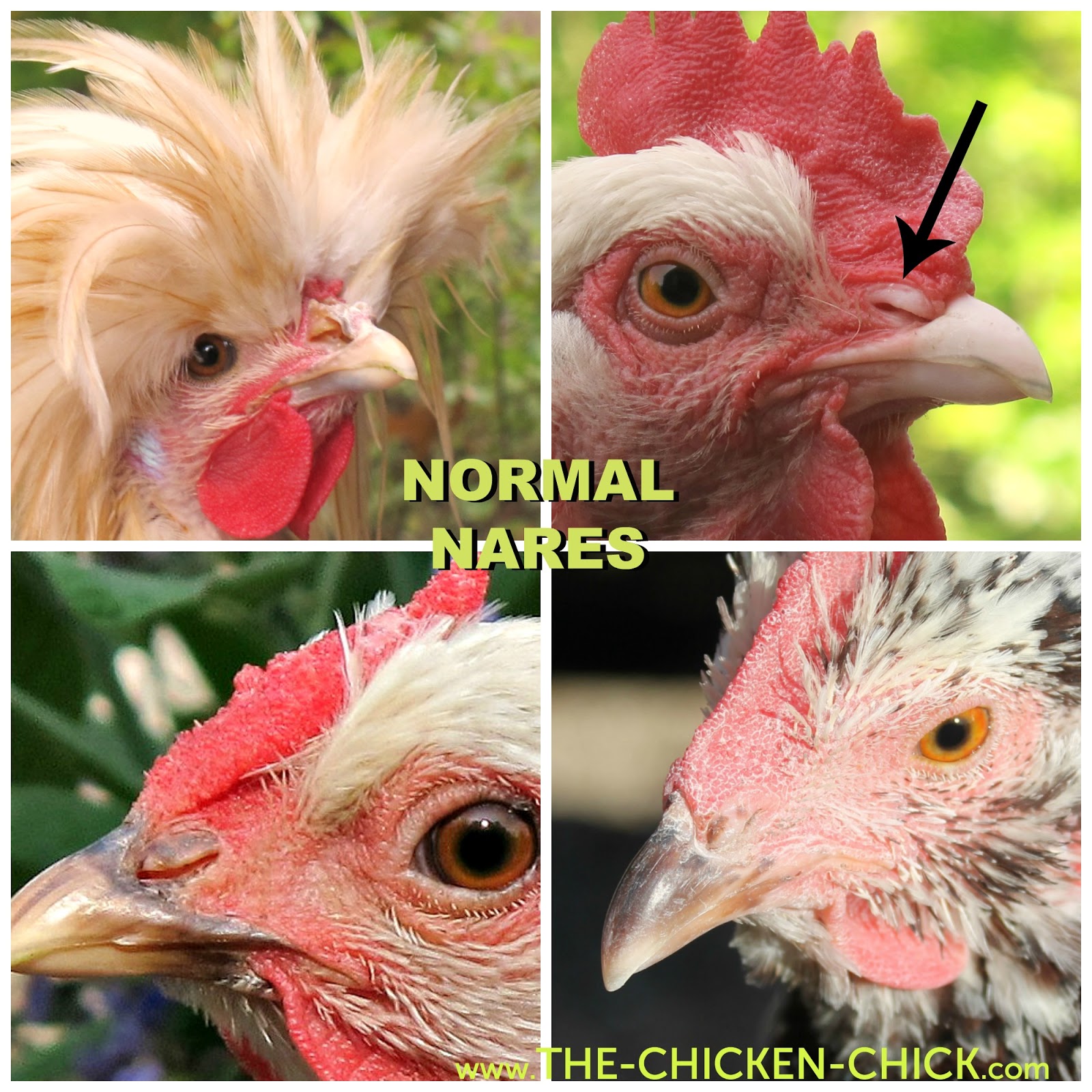 Chicken Checkup DIY Physical Exam The Chicken Chick®