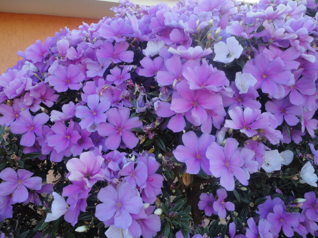 Flores de Nova Fátima Flores de Nova Fátima