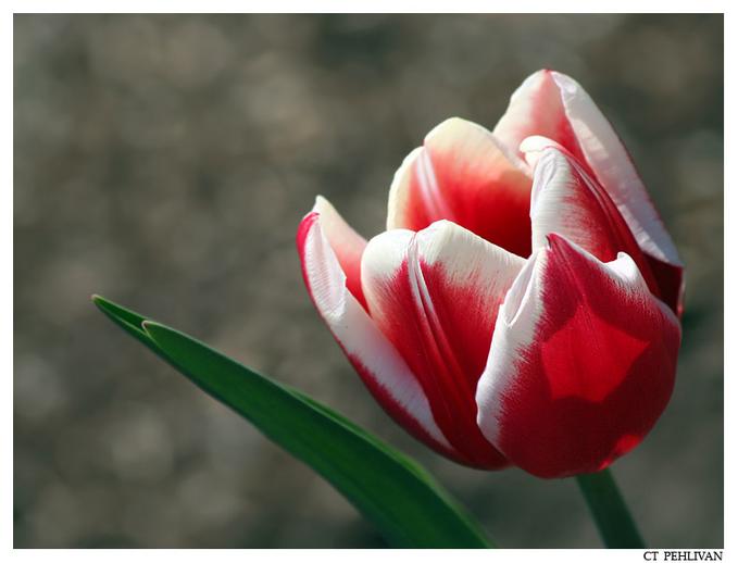 COOL IMAGES: Red and White Tulip