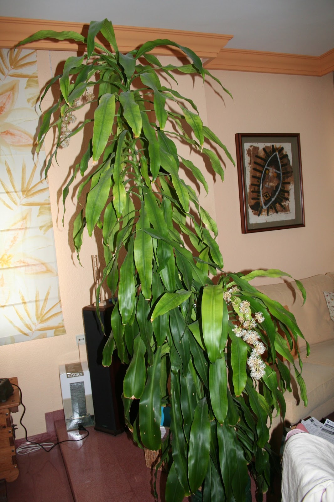 La sombra de la felicidad: Flor del tronco de Brasil