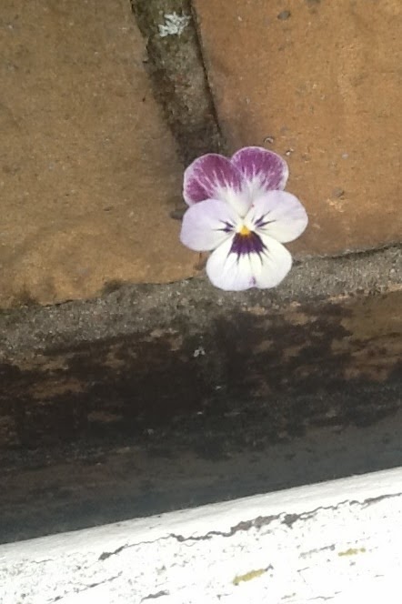 Kaktuskind Traum Liebe Gedichte Steine Kindheit