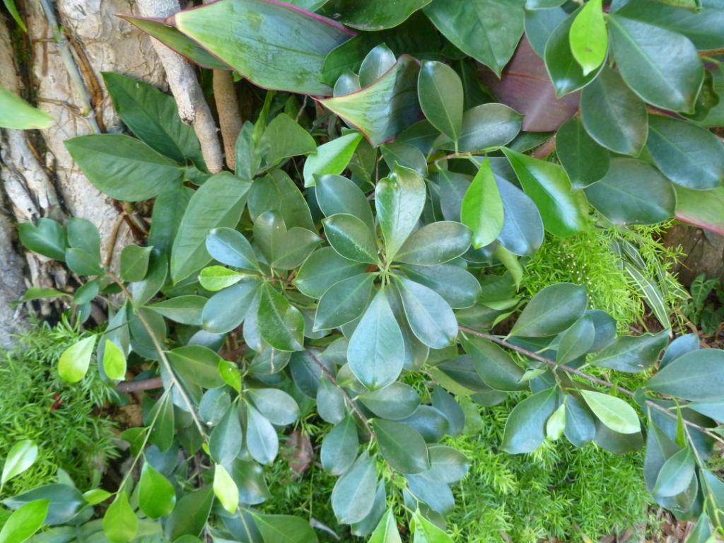 Maui Jungalow Eucalyptus "Berries" Fruiting and Being Invasive