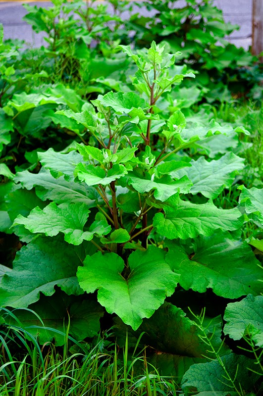 1000+ images about Foraging in Michigan on Pinterest 1000+ images about Foraging in Michigan on Pinterest