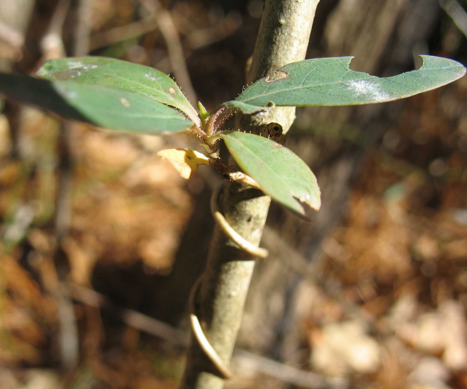 Using Native Plants Native Vines Grow on You