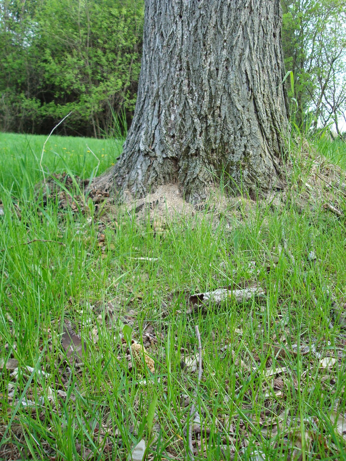 Improved Ecosystems Finding Morel Mushrooms