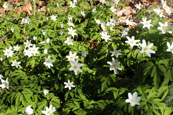 Das Walberla Der Heilige Berg Der Franken