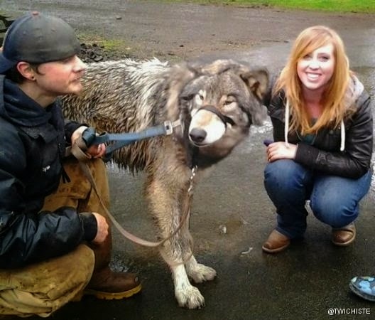 19 mascotas que pueden que sea ilegal tenerlas