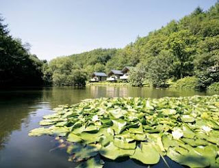 Deerpark Forest - South Cornwall