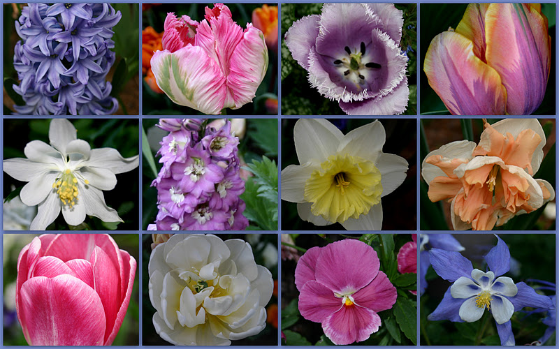 NATURALIZING HARDY BULBS Sowing the Seeds